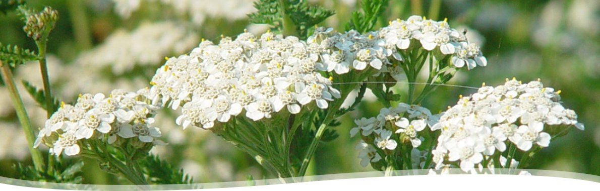 Achillea millefolium