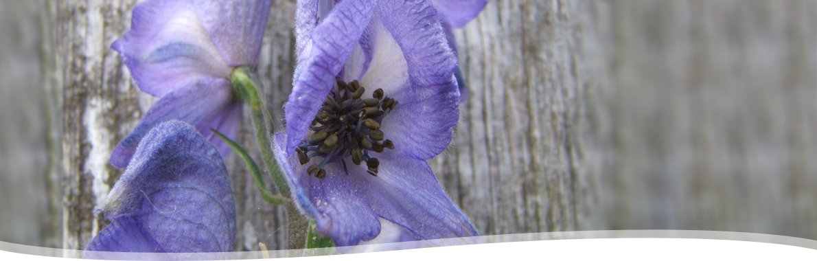 Aconitum napellus