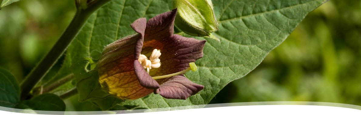 Belladonna atropa