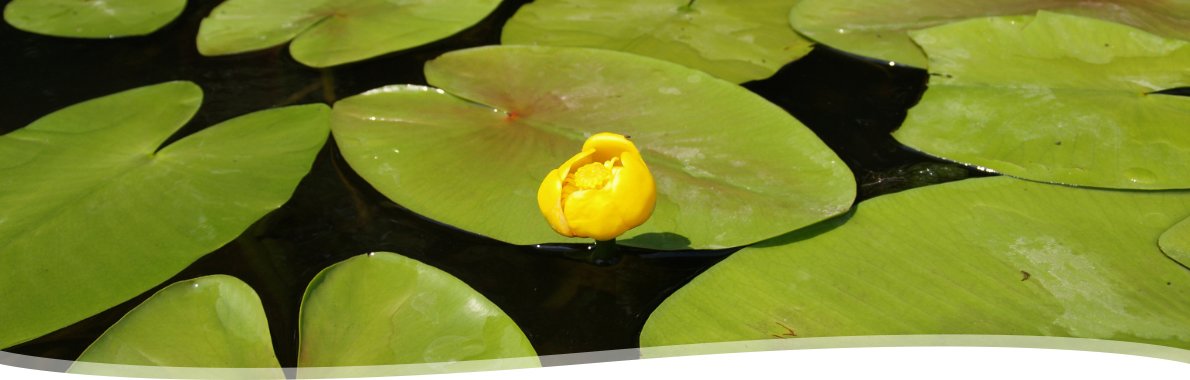 Nuphar luteum