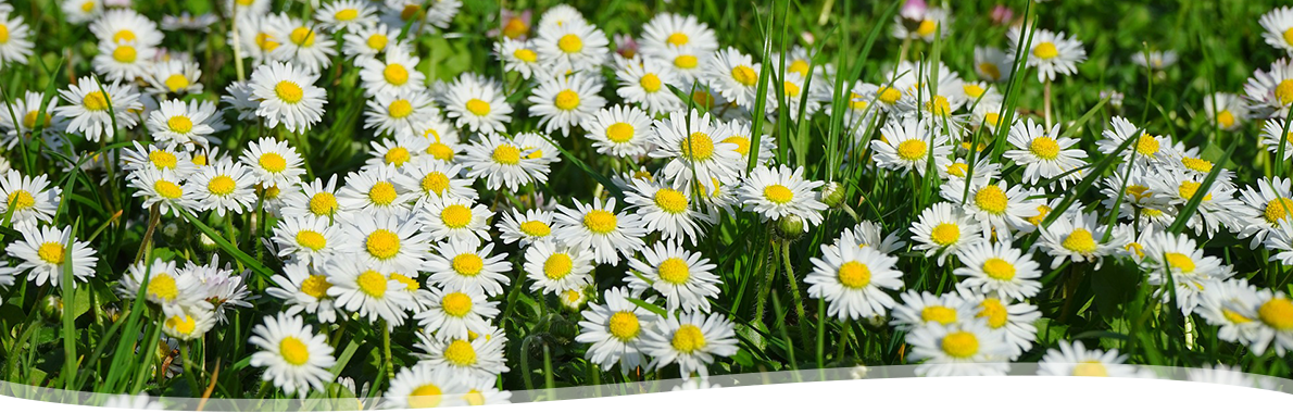 Bellis perennis