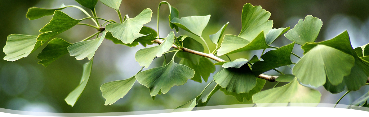 Ginkgo