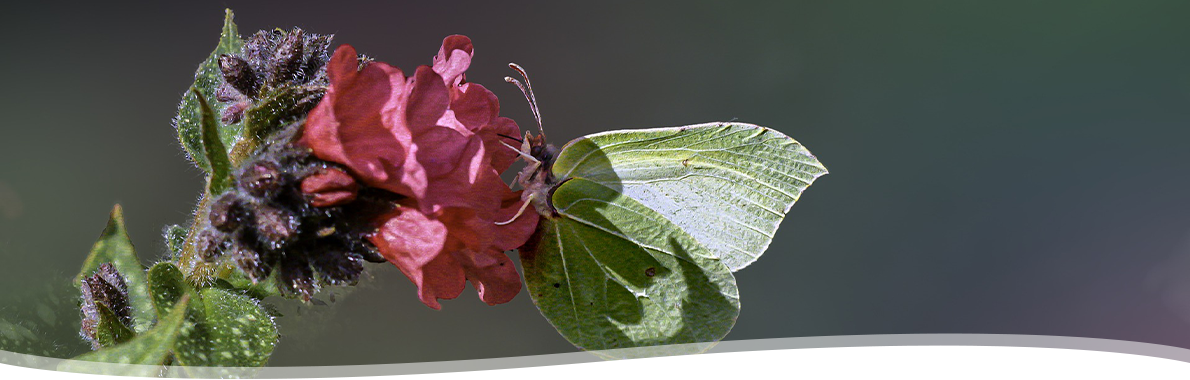 Pulmonaria