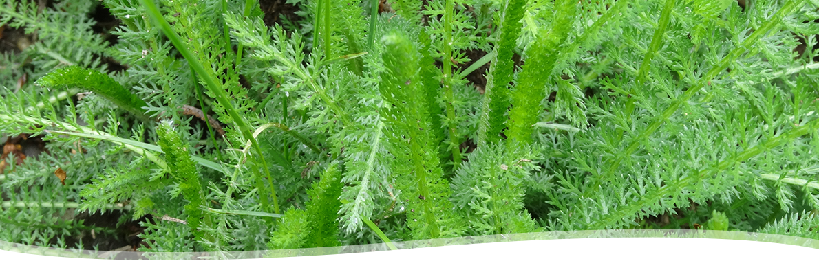 Achillea