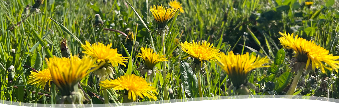 Taraxacum