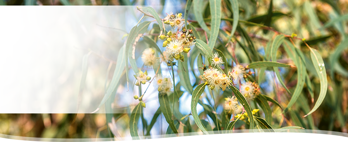PHYLAK Essenz 2022 – Eucalyptus globulus