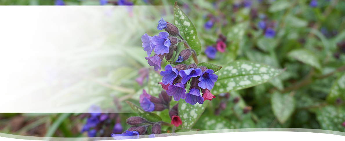 PHYLAK Essenz 2022 – Pulmonaria officinalis
