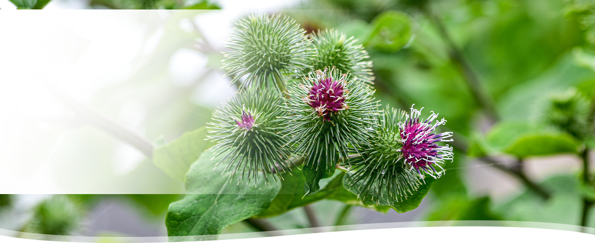 PHYLAK Essenz 2024 – Arctium lappa