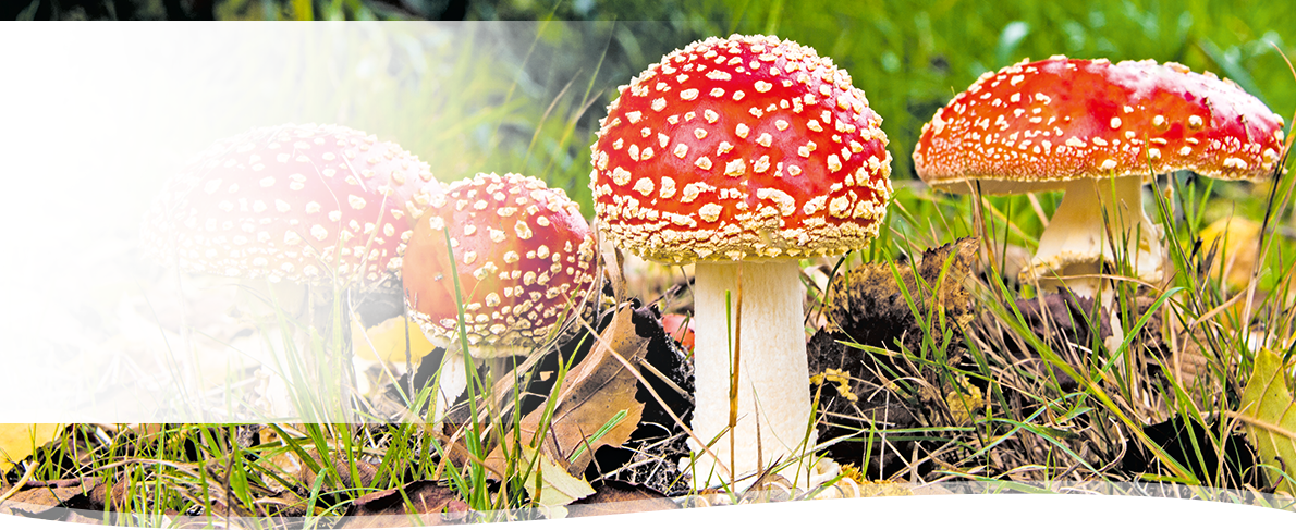PHYLAK Essenz 2025 – Amanita muscaria