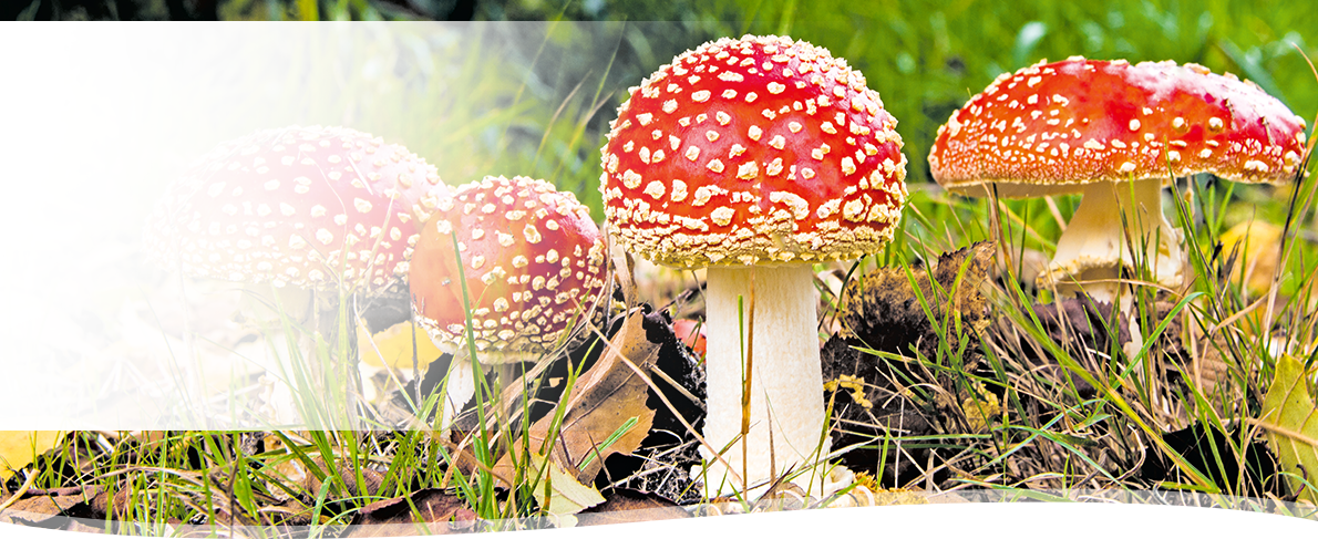 PHYLAK Essenz 2025 – Amanita muscaria