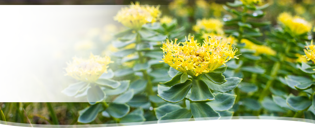 PHYLAK Essenz 2025 – Rhodiola rosea