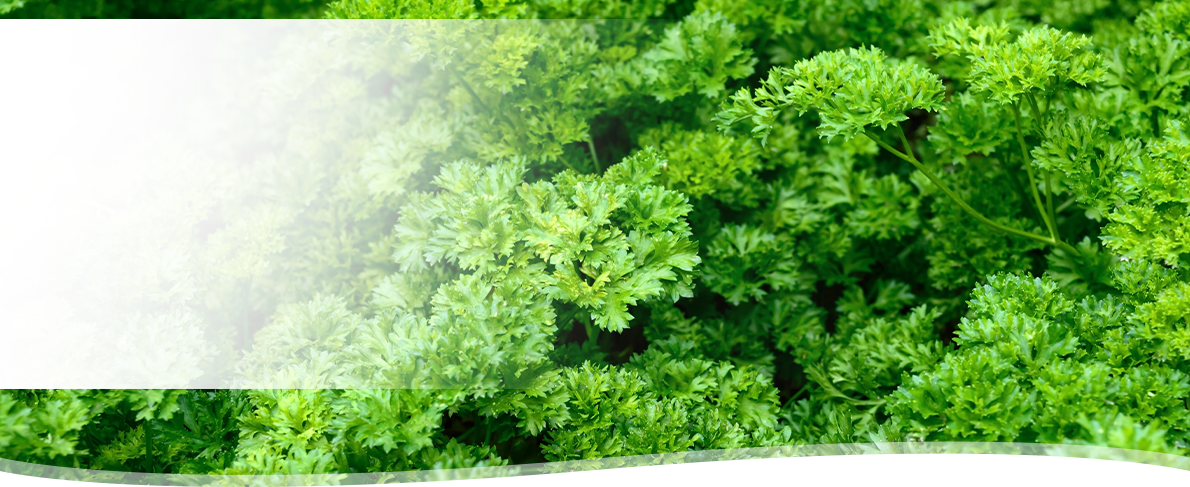 PHYLAK Essenz 2026 – Petroselinum crispum