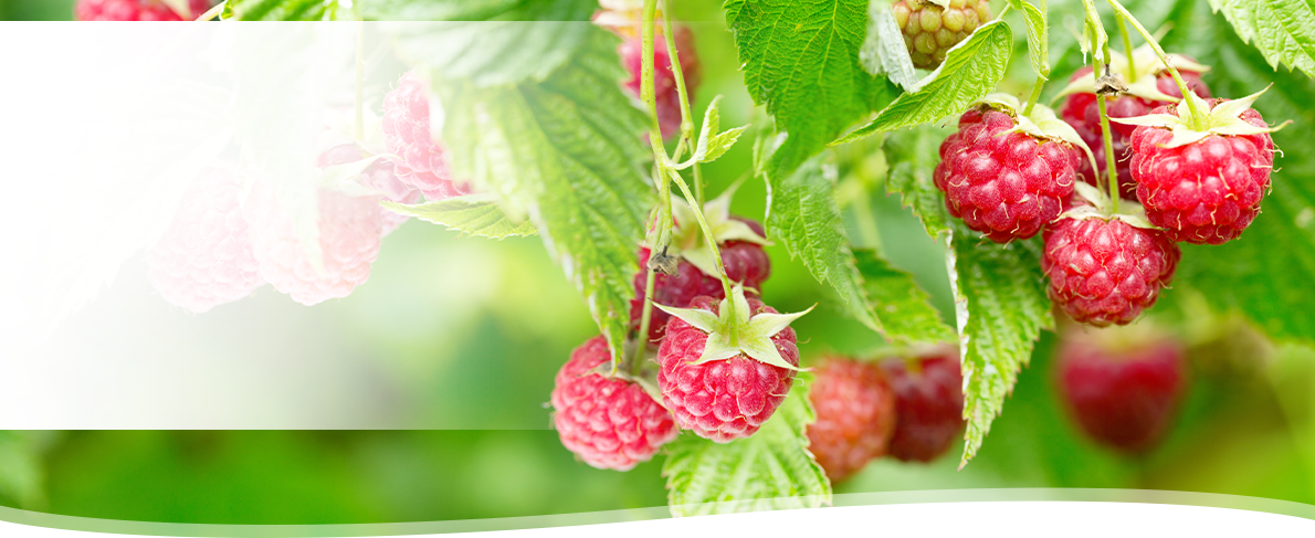 PHYLAK Essenz 2026 – Rubus idaeus